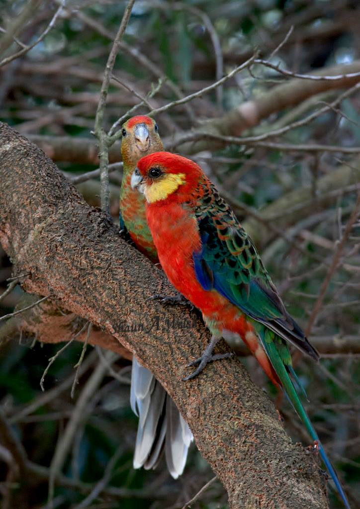 image Western Rosella